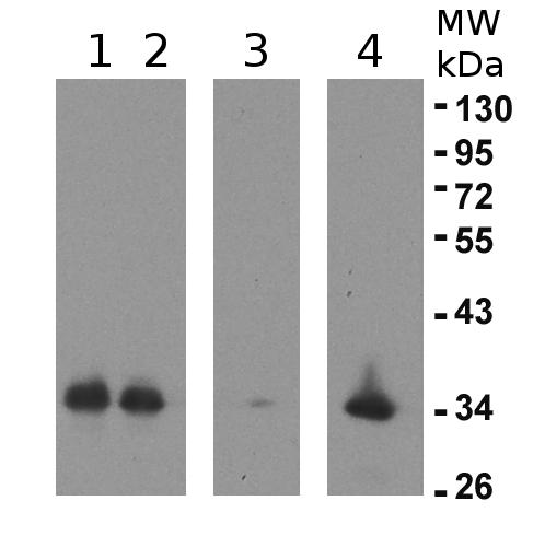 western blot detection using anti-alpha2 antibodies